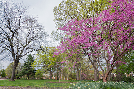 The Quad